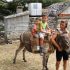 QUAD SAFARI SUPETAR GASTRO