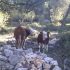 QUAD SAFARI BOL GASTRO